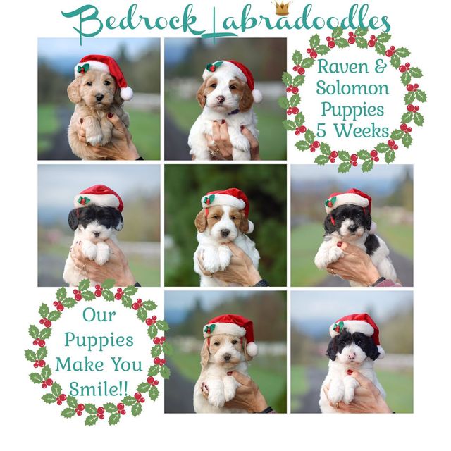 Ald labradoodle best sale